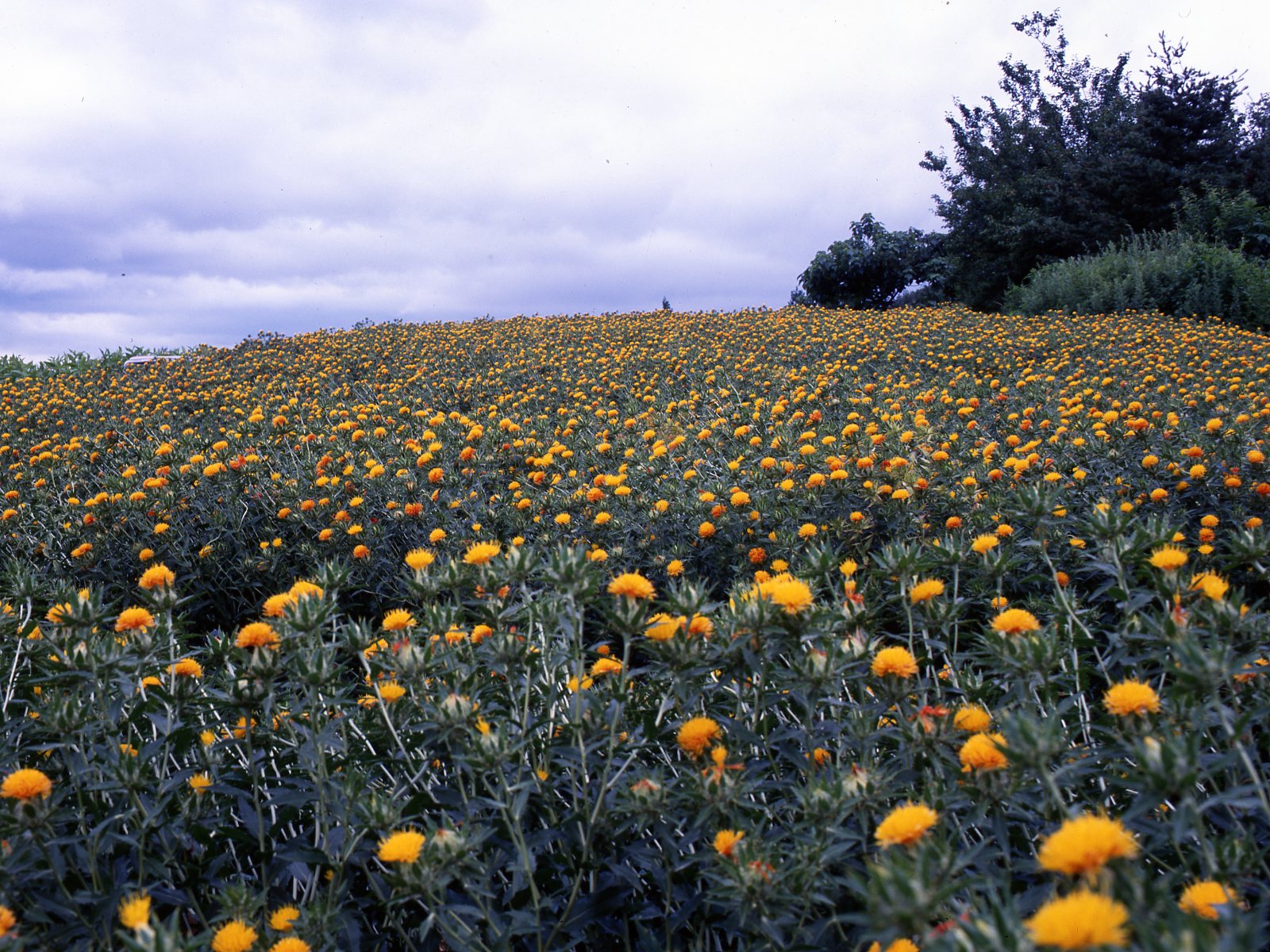 Safflower fields 2.jpg (490 KB)
