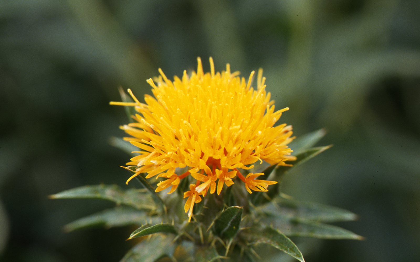 Safflower.jpg (156 KB)