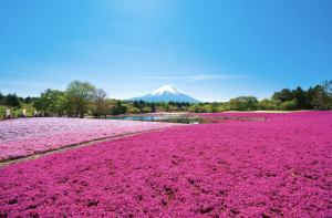 Enjoy Mt. Fuji and beautiful cherry blossom scenery at the same time!