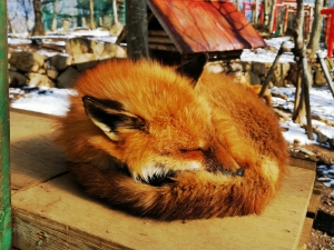Of monkeys & foxes