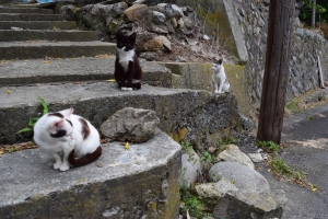 Tashirojima, a cat lover's paradise!