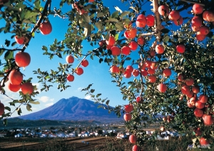 Nagano, Yamagata, Aomori: Producers of delicious fruits (Muslim-friendly!)
