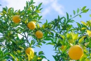 Yummy yuzu in Shikoku