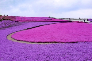 #MyJALtrip: Let’s go on a trip! Spring & summer edition