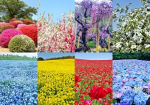 Floral fantasy: 12 Colourful flowers to enjoy in spring