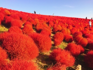 #MyJALtrip: Let’s go on a trip! Autumn & winter edition