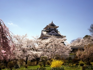 Sakura Series #2: Cherry blossom spots with a castle backdrop (Tohoku edition)