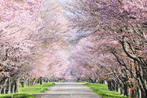 Road trip through Hokkaido: Scenic spots and scrumptious eats you can’t miss