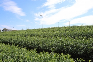 Playing the Brew-Tea-ful Game with Sayama Tea