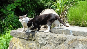 The cat's out of the bag: 4 purrfect places in Japan for feline lovers (Part 1)