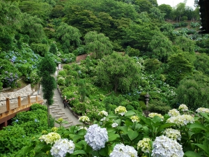 Yoshiminedera Temple: The hydrangeas in the clouds above Kyoto