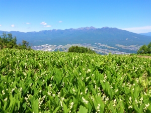 Nagano’s floral paradise: Fujimi Panorama Resort and Mount Nyukasa’s 4 seasons