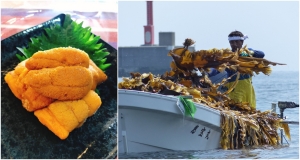 Delicacies of Hokkaido: Uni and kombu from the coastal town of Rausu