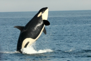 Meet wild orcas and other magnificent sea creatures off the coast of Rausu! 