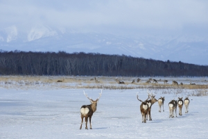 Beyond the ice horizon: Scenic nature and utasebune boats in Notsuke Peninsula