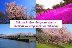 Sakura in Ezo: Gorgeous cherry blossom viewing spots in Hokkaido