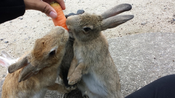 Hop on over to Rabbit Island – Okunoshima