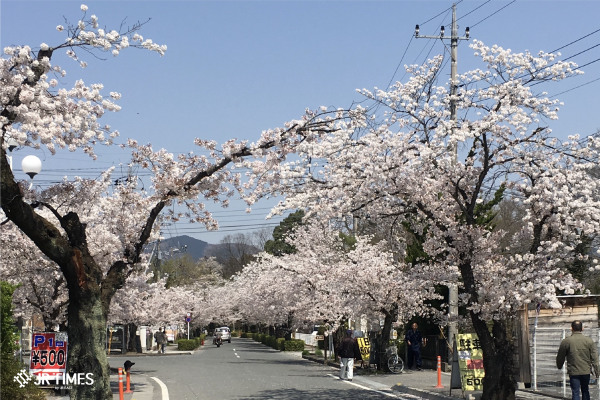 A stone’s throw from Tokyo – spring in Nagatoro
