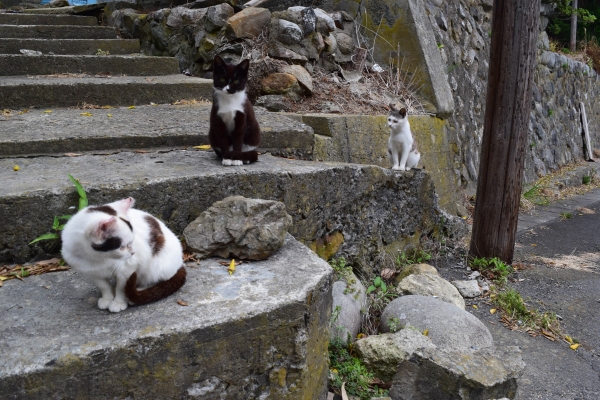Tashirojima, a cat lover's paradise!
