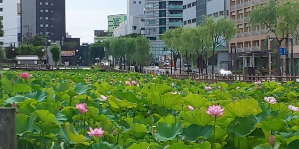 Undiscovered Akita: 7 places to visit in Akita City
