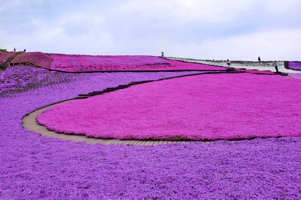 #MyJALtrip: Let’s go on a trip! Spring & summer edition