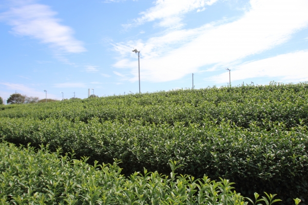 Playing the Brew-Tea-ful Game with Sayama Tea