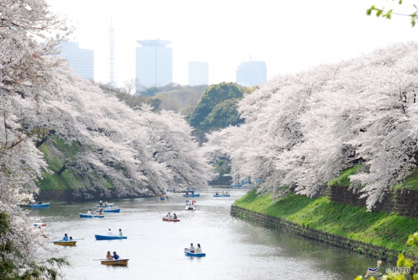 Sakura Forecast 2021: 5 recommended spots in Japan