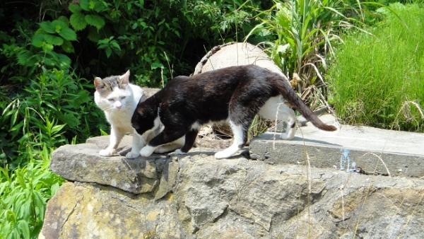 The cat's out of the bag: 4 purrfect places in Japan for feline lovers (Part 1)