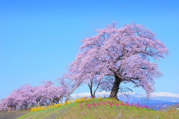 How to be a Sakura Master