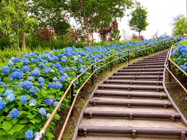 After sakura: A guide to the lovely flowers of Tokyo’s tsuyu season 