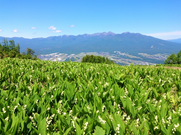 Nagano’s floral paradise: Fujimi Panorama Resort and Mount Nyukasa’s 4 seasons
