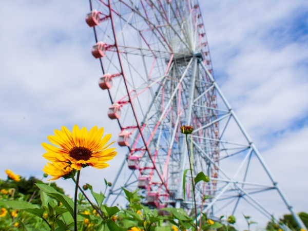 Kasai Rinkai Park: Tokyo’s largest park, a river away from Tokyo Disney Resort
