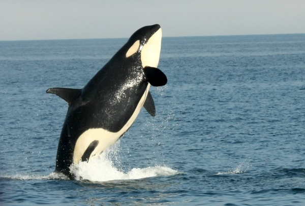 Meet wild orcas and other magnificent sea creatures off the coast of Rausu!