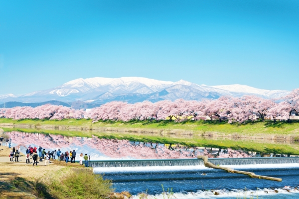 8 cara menikmati sakura luar biasa Hitome Senbonzakura