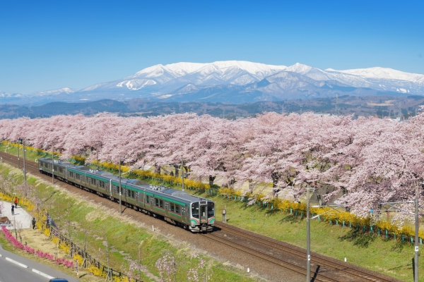 Seri Sakura #1: Tempat bunga sakura dengan latar belakang gunung bersalju