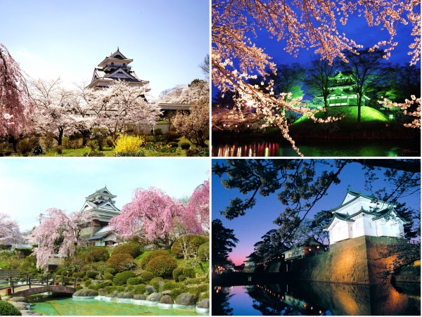 Seri Sakura #2: Tempat bunga sakura dengan latar belakang kastil