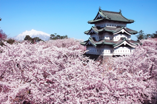Surga merah muda yang cantik: 3 tempat sakura terbaik di Michinoku