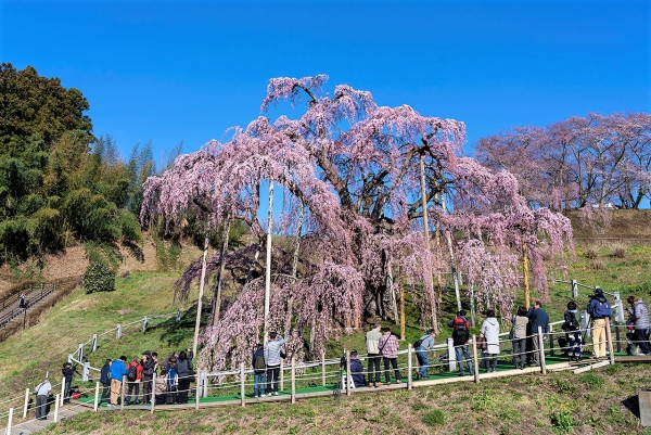 Seri Sakura #3: Pohon Sakura Tunggal