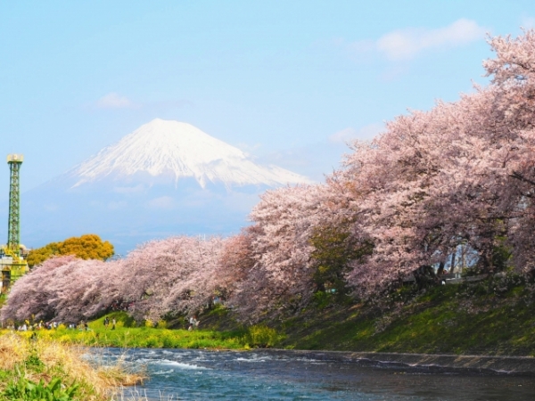 Japan’s favourite spring activity: Hanami manners and what to bring