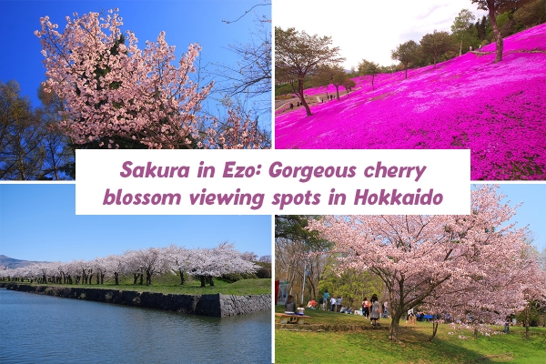 Sakura in Ezo: Gorgeous cherry blossom viewing spots in Hokkaido