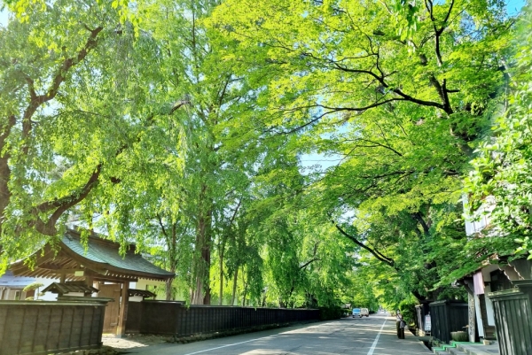 Shinryoku season: Unbelievable greenery of Kakunodate and the Akita Nairiku Line